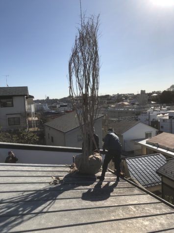 横須賀・葉山・逗子・鎌倉・湘南・川崎・横浜の庭づくりをしている彩葉苑がつくった横須賀Ｏ様邸の植栽工事と造園外構工事の写真です。高木植栽の写真です。