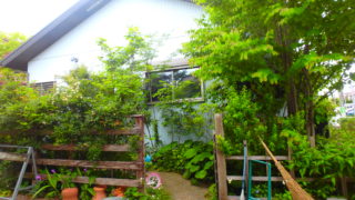 横浜市Ｋ様邸、成長したのん気な雰囲気の雑木の庭